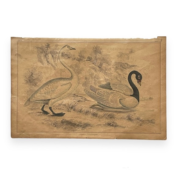 Antique Bird Illustrations - book plate etchings - Picture 9 of 15